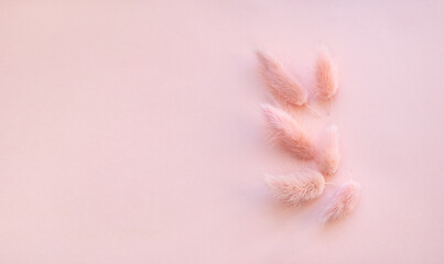 Minimalistic composition of fluffy pink hare’s-tail grass (lagurus ovatus) on the pink background with a copy space on the left side. Greeting card template