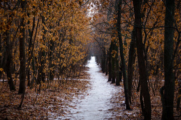 First snow on the path in the autumn forest