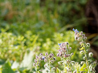 flower of borago