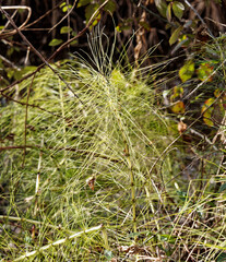 Equisetum arvense. Horsetail. Equisetum. Snake grass. Puzzlegrass