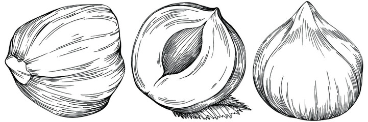 Hazelnut, filbert, cobnut hand-drawn Vector Illustration isolated on white background. Retro style farm product for restaurant menu, market label, logo, emblem and kitchen design. Decoration for food.