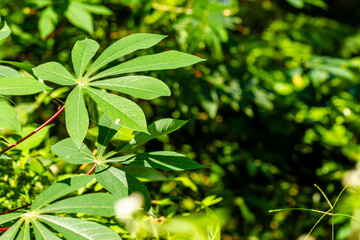 The leaves of the cassava plant are green with finger shapes, the petiole is red, the background is green