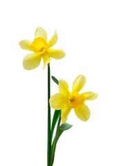 Spring floral border, beautiful fresh daffodils flowers, isolated on white background.
