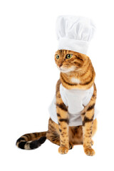 A cat dressed as a chef looks away.