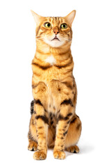 Funny muzzle of a Bengal cat, dumbfounded look.
