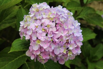 Pink Hydrangeas