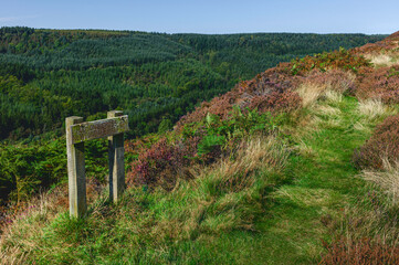 Fototapeta na wymiar North York Moors with flowering heather, grasses, and ferns. Goathland, UK.