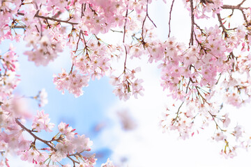 cherry blossom sakura in spring