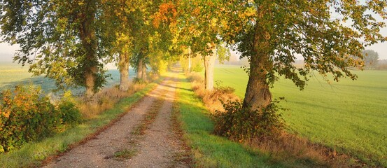 Single lane rural asphalt road (alley) through the mighty trees. Golden sunlight, sunbeams, fog, shadows. Fairy autumn scene. Hope, heaven, wilderness, loneliness, nature, ecology, walking, cycling