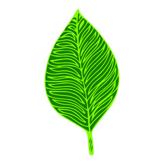 Fototapeta premium Graphic plant of palm leave of the tropic. Black and white style, exotic floral jungle. Palm leaf use for design exotic beach, wedding, party, invitation and greeting card design