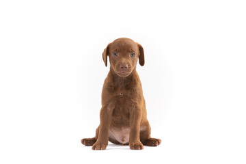 Patterdale terrier puppy on white background - 484405889