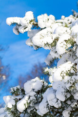 Snow on branches of tree