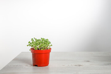 Sprouted arugula in a red plastic pot for salad and sketchpad on the springs in the kitchen. Winter's end