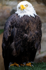 american eagle