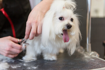 Professional care for the dog Maltese lap dog. Grooming the dog in the grooming salon.