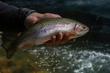 Trout caught in mountain river in the hand of  fisherman.
