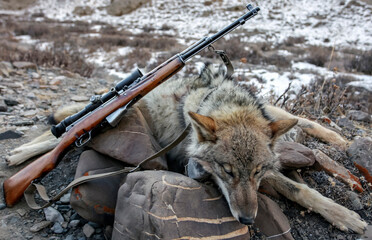 Wild gray wolf shot during an attack on pets in the mountains.
