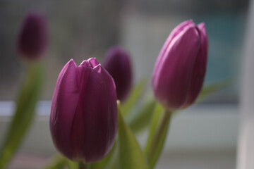 Fototapeta premium Blooming purple tulips