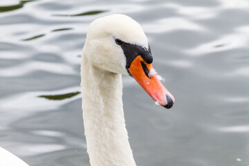 Mute swan
