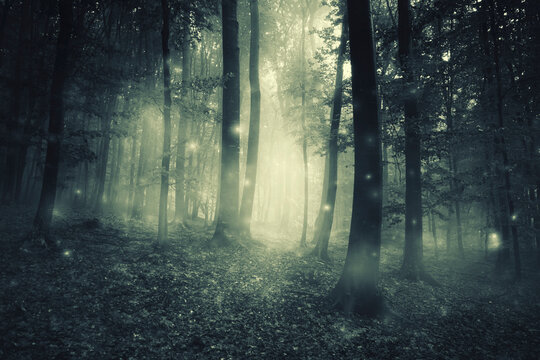surreal forest landscape with magical sparkles in fog
