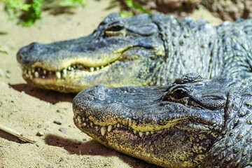 Crocodiles
