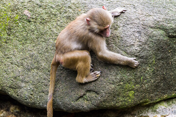 Monkey climbing rock