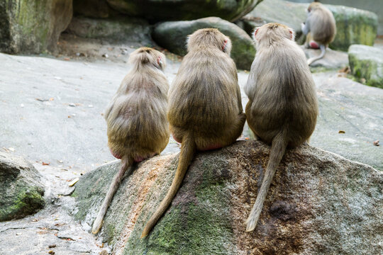 Three Macaque Monkeys