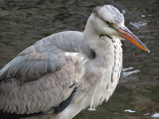 great white pelican