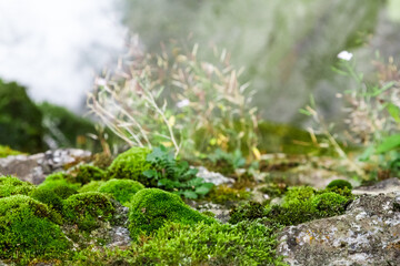 Green moss on rocks
