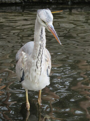 white heron ardea cinerea