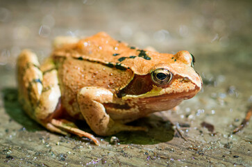 frog on the ground