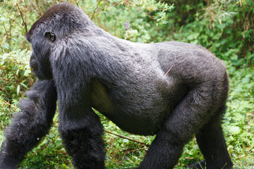 ナックルウォークするシルバーバックのマウンテンゴリラ