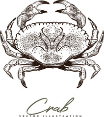 Vector detailed hand-drawing of a crab 