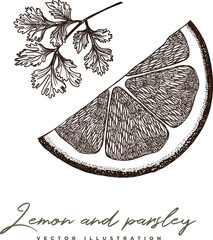 Lemon & parsley hand-drawn vector illustration