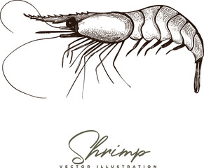 Vector hand-drawn illustration of shrimp