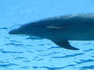 Obraz premium dolphin in the water