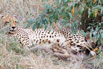 授乳するチーターの赤ちゃんたち