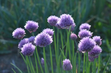 Blooming ornamental chive 'Lilac Mist'
