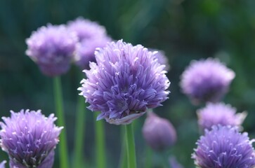 Blooming ornamental chive 'Lilac Mist'