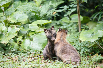 寄り添う2頭のタヌキ