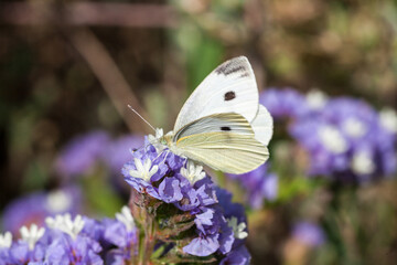 White butterfly