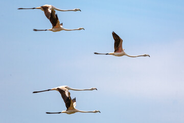 Obraz premium Flamingos in flight