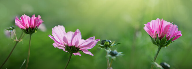 A closeup shot of pink Cosmos flower isolated on green background.