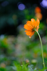 朝露に濡れるキバナコスモス