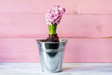 Pink  Hyacinth Flower in a Pot on a Pink Wooden  Background