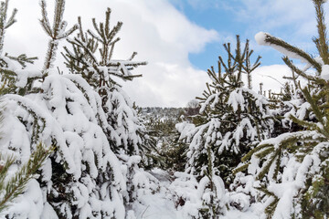 Beautiful Winter Snowy  Mountain Landscape with Pine Trees from Bulgaria ,Vitosha  Mountain