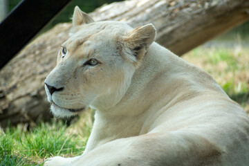 Young Lion lying down at Rest Close Up