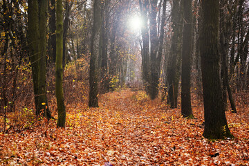 Sad autumn oak forest.  Sunny day. Path in autumn forest.