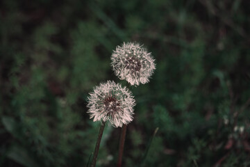 Common dandelions on soft and dark green background.