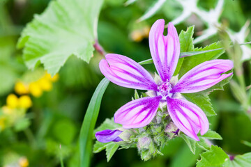 Fototapeta premium Violet flower